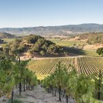 rolling hills of the vineyard