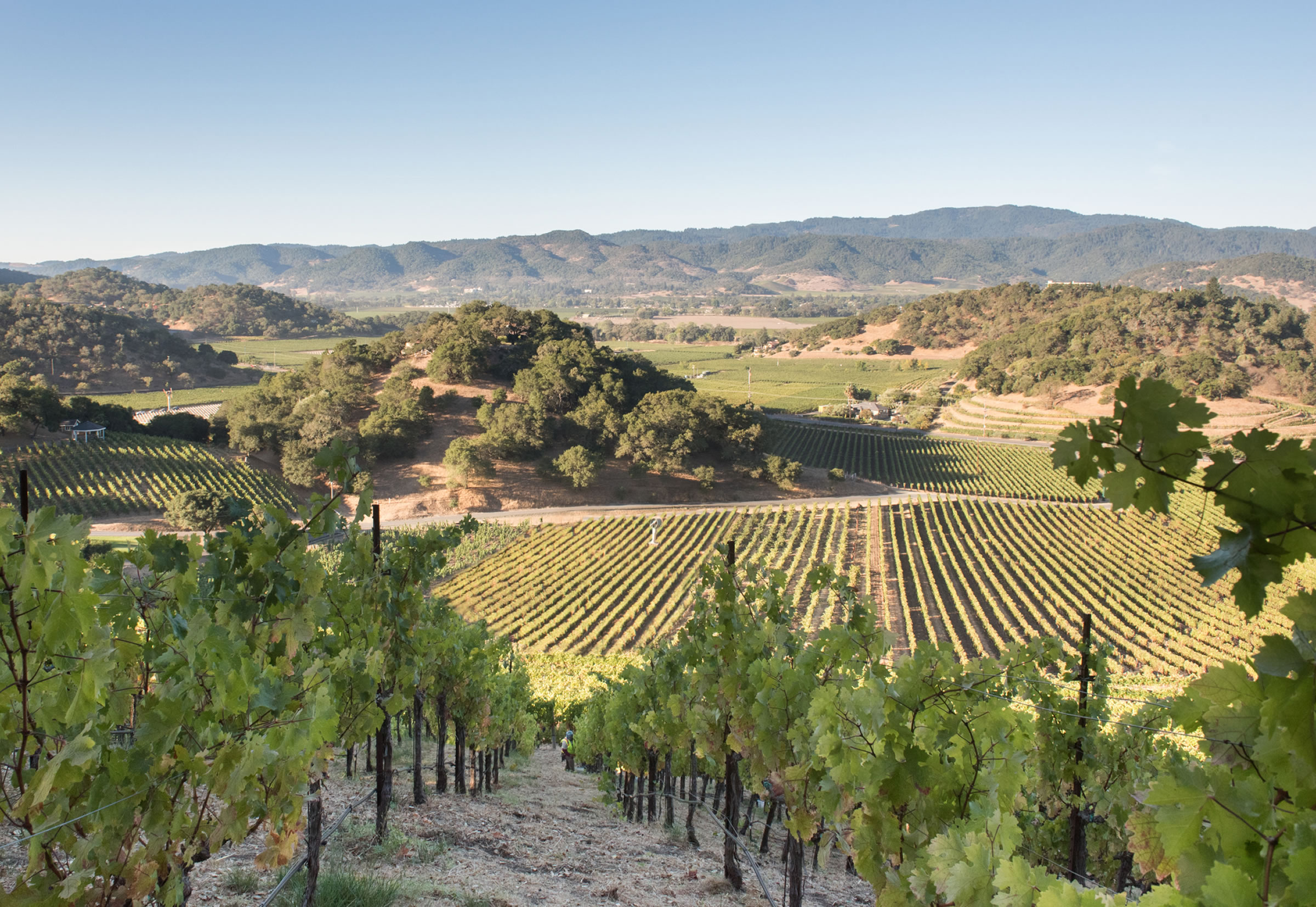 rolling hills of the vineyard