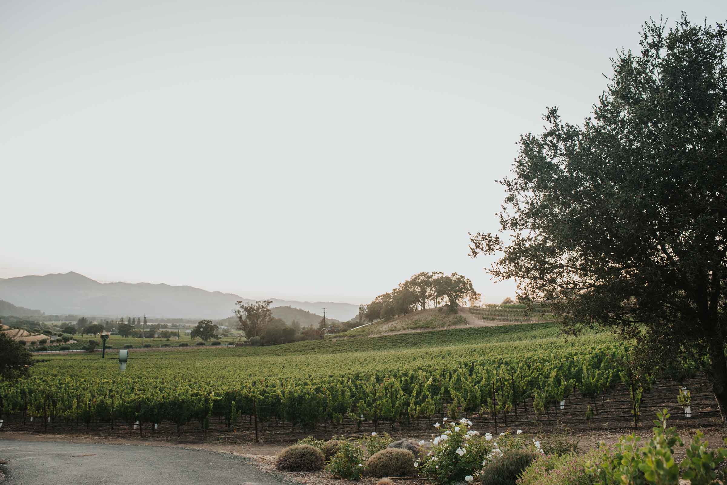 vineyards among rolling hills